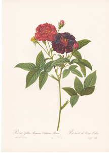 Vintage Pierre-Joseph Redoute roses and flowers